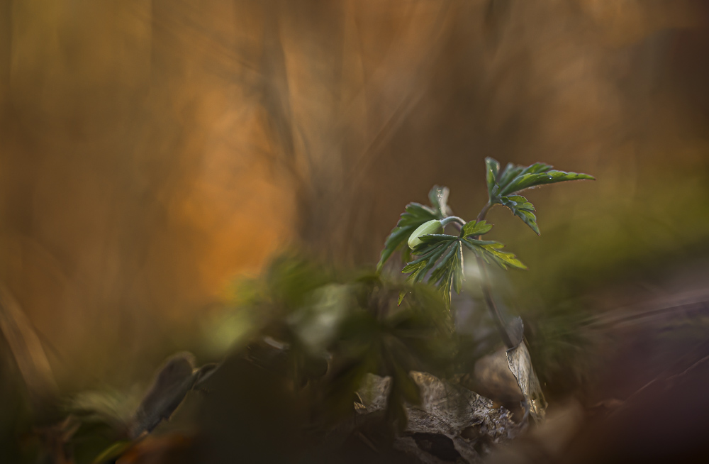 Platz 1 Sieglinde Senser